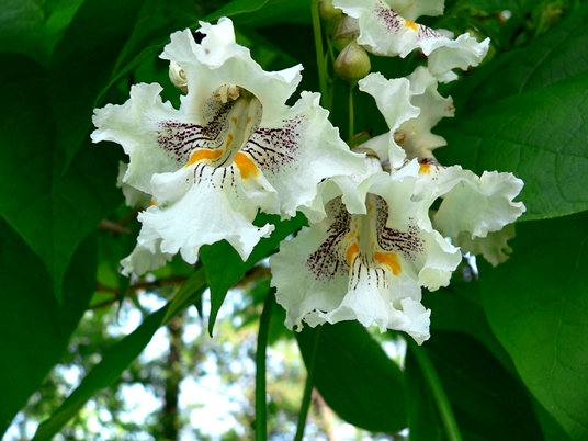 {Catalpa speciosa}